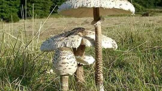 Conférence "les champignons : maillon faible de la biodiversité"