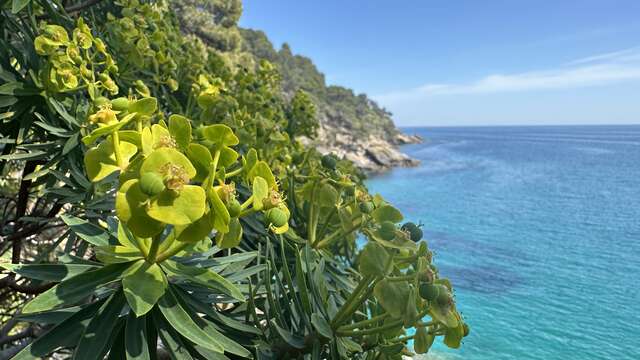 Visite thématique "Qui prend racine en bord de mer ?"