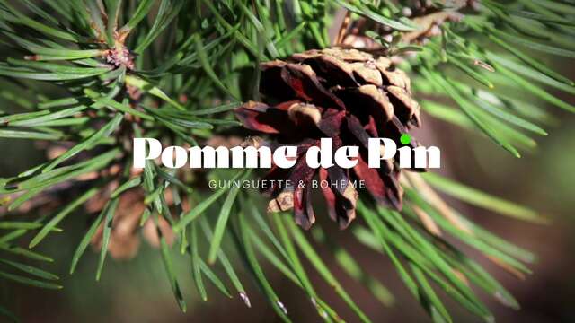 Pomme de pin