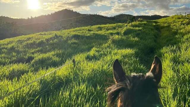 Horse riding lessons