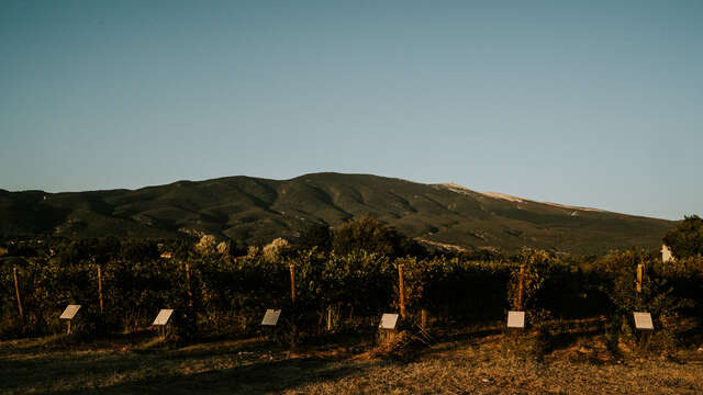 Parcelle pédagogique - VMV Vignerons du Mont-Ventoux