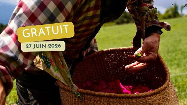 Rendezvous in familiar territory: Rose picking and distillation.