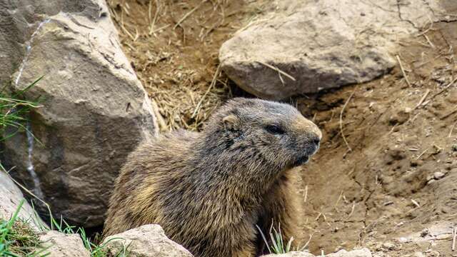 Attività "Sulle tracce della fauna"