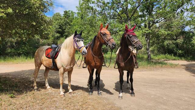La Cabane Aux Chevaux