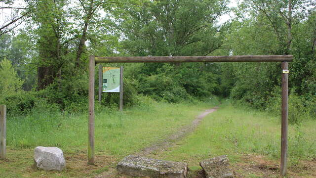 Sentier de la forêt vierge