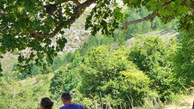 Initiation à la cueillette du tilleul - Les cueillettes de Marielles