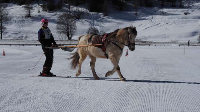 Stage de ski joëring