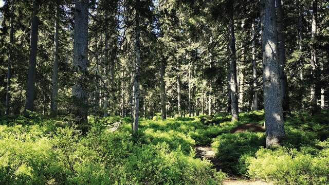 Sentier découverte de la forêt - sentier pédestre