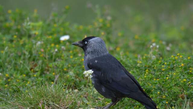 Les corvidés : une famille d'oiseaux ordinaires mais tellement extraordinaire
