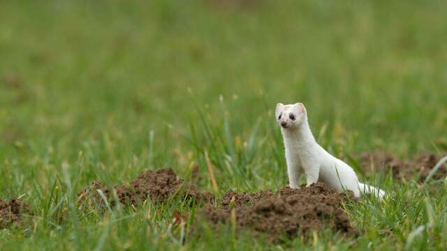 Natur-Animation: Anpassung der Lebewesen an das Nachtleben