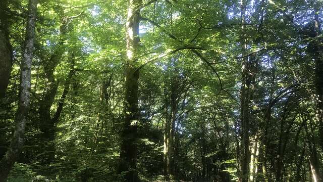 Balade ressourçante - La forêt, mon espace de liberté