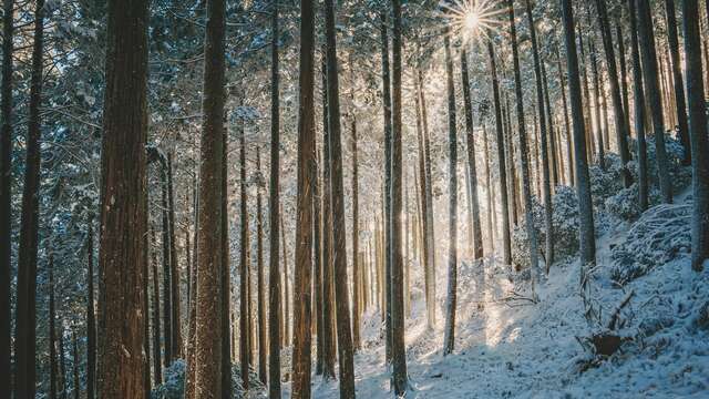 Bain de forêt, shinrin yoku