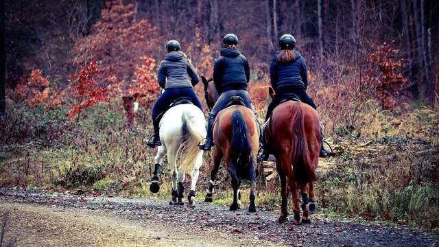 Randonnée équestre dans le Forez