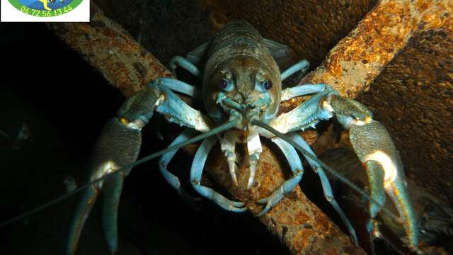 Plongée sous marine