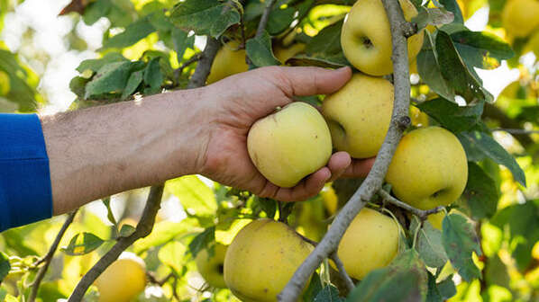 Marché de Noël à la Ferme - Pom Bio Berger
