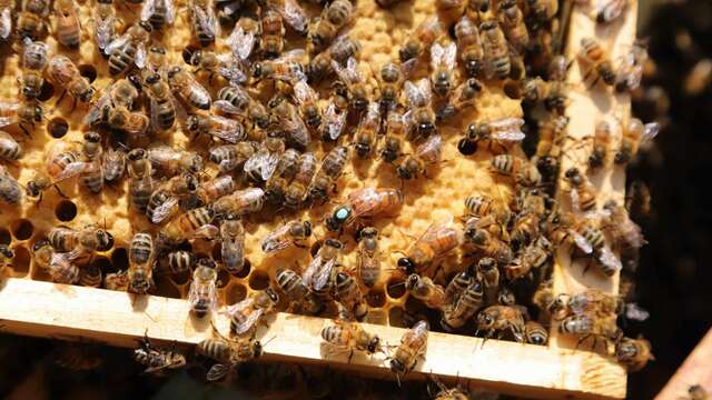 Atelier du petit apiculteur à la Châtaigneraie Godissard