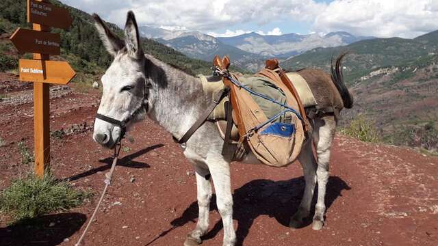 Découvrir le Mercantour au rythme lent des sabots !