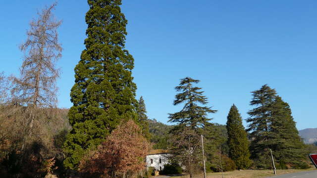 Les séquoias de la Motte du Caire