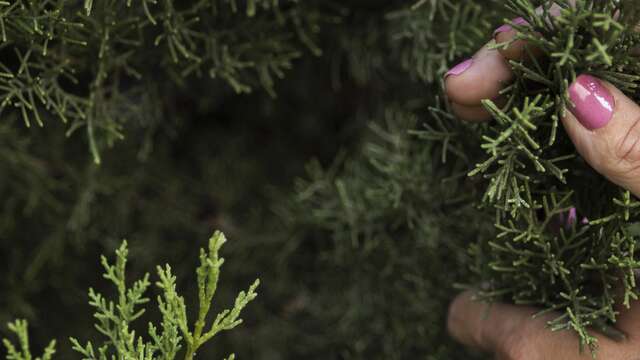Natale in montagna - Vendita di alberi