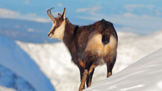 randonnée raquette à la découverte des chamois
