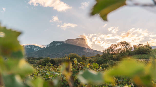 Vignobles en Scène ! les journées Vignobles & Découvertes en Coeur de Savoie et Chambéry Montagnes