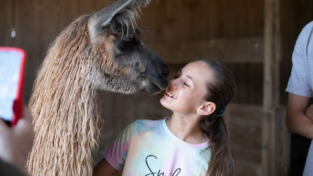 Rencontre avec les "Lamas des plaines" (visite)