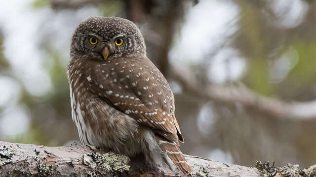 Nocturne: A lovely evening in the woods