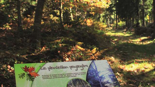 Sentier pédestre de découverte - Forêt de Bécajat