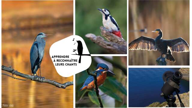 Balade ornithologique - Lac de L'Escale