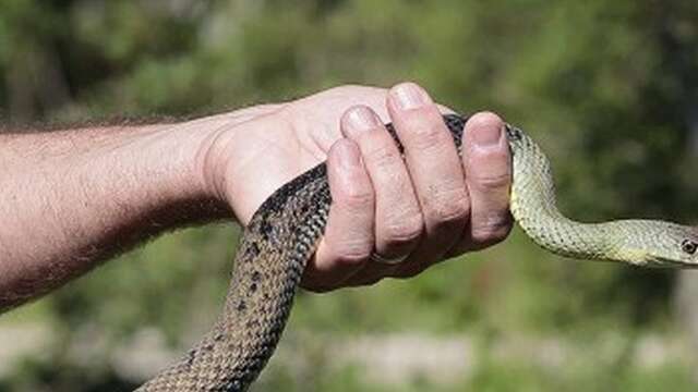 Sur la piste des serpents au Vigueirat
