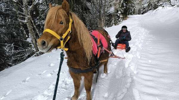 Luge poney