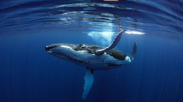 Tahiti Shark Expeditions - Nemo'z - Sorties Baleines