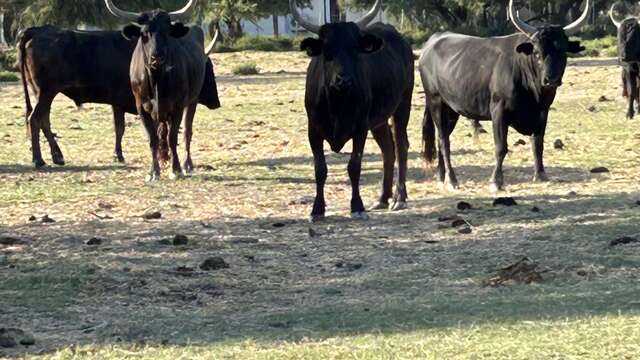 La visite de la manade Allard