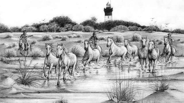 Exposition "Camargue sauvage"