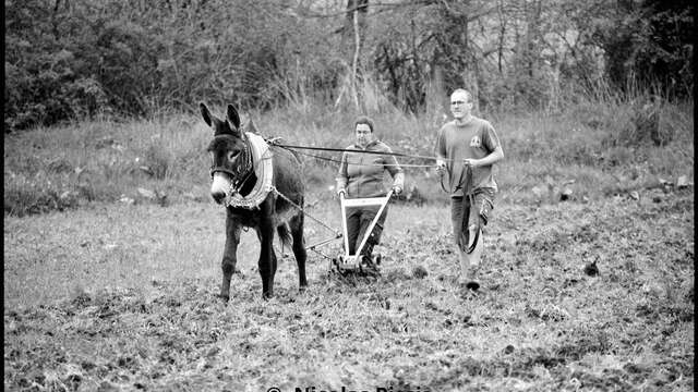 Visite de la ferme et démonstration en traction animale