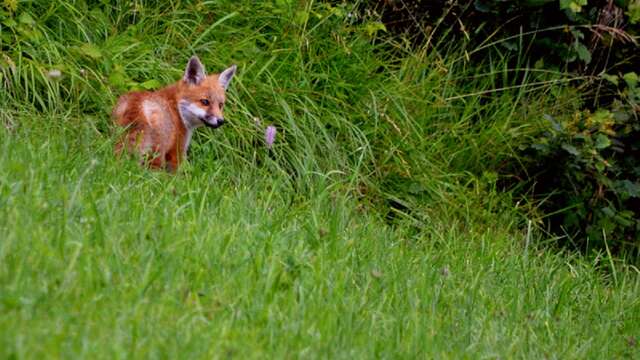 Mountain activity for children 4-7 yo: Fox Detective
