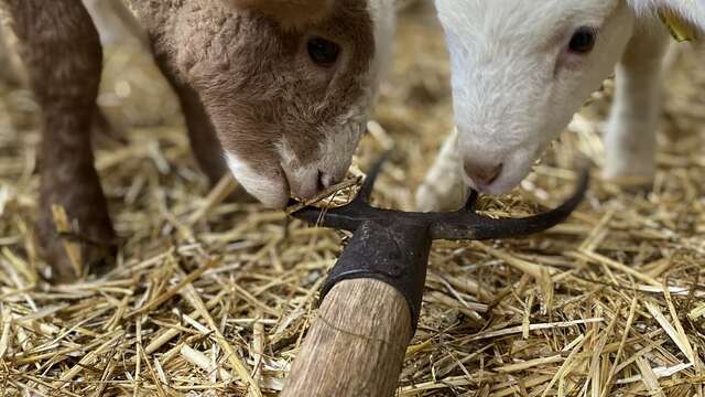 Ferme pédagogique La Maison des Bêtes à laine