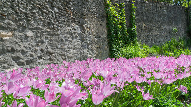 La Tulipe de Guillestre