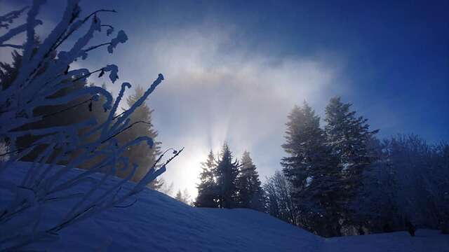 Shinrin Yoku (forest bathing) and snow