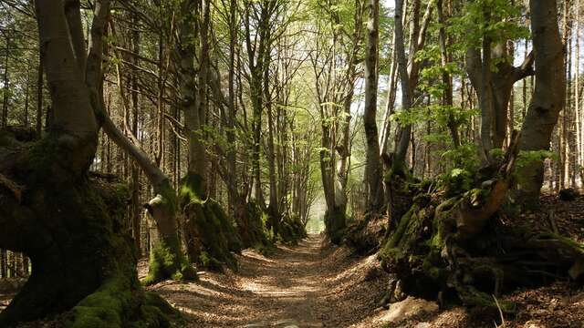 Hêtres tortueux - la Pierre Châtel