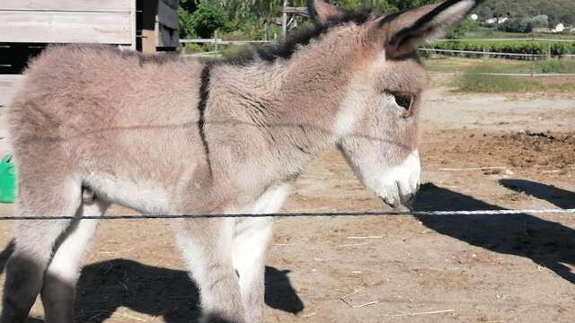 Mini Stage baby poney spécial Noël