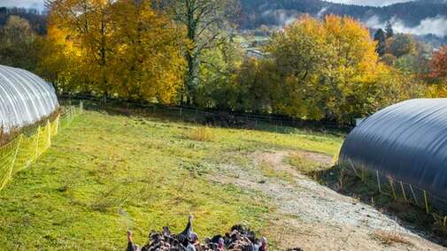 Ferme de Loutas