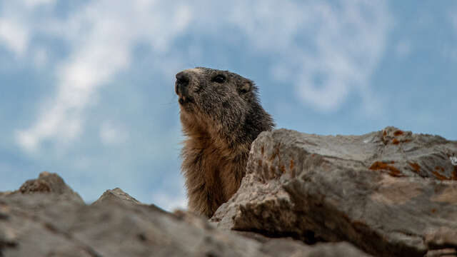 Quiz de la marmotte