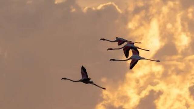 Lever du soleil dans le choeur de l'aube