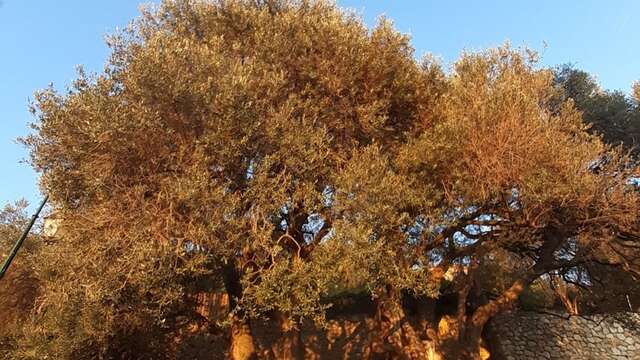 92ème Fête du Citron® - Visite guidée : Du château à l'olivier