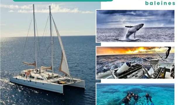 Croisière de Plongée Grand Lagon Sud - Ile des Pins et Monts sous marin- Baleine et Explo