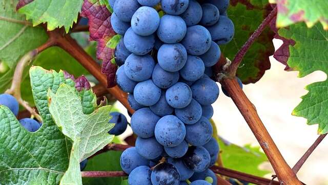 Fest der Reben und des Weins im Cellier des Princes