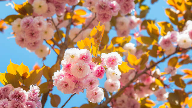 Visite commentée de la Collection Nationale de cerisiers à fleurs d'Asie