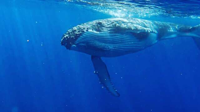 Kaoriki Tours - Whale watching tour