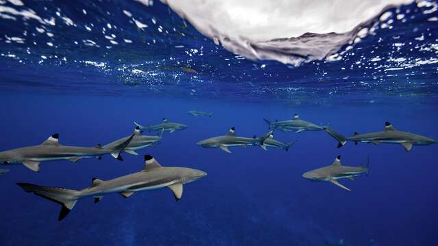Ninamu Oceanic Tour - Sorties Baleines